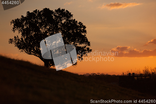 Image of Simple sunset and tree on the hill at Observatory Hill