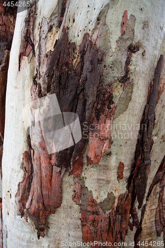 Image of Gum tree bark
