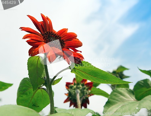 Image of Red sunflower
