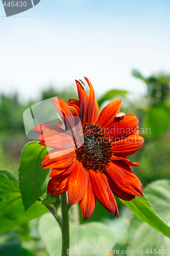 Image of Red sunflower