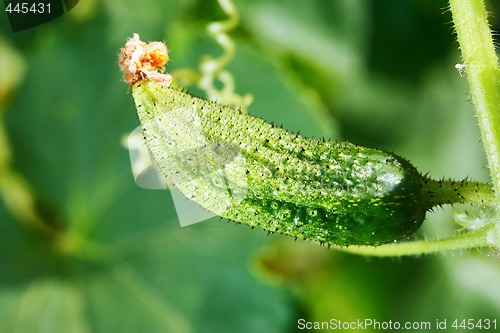 Image of Cucumber