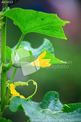 Image of Flowering cucumber