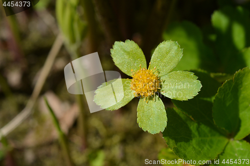 Image of Hacquetia flower