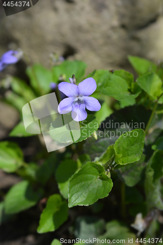 Image of English violet 