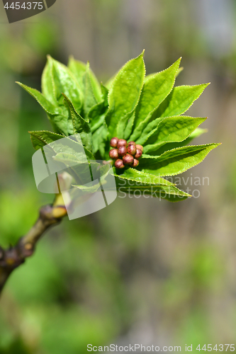 Image of European bladdernut