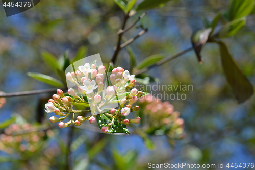 Image of Korean spice viburnum