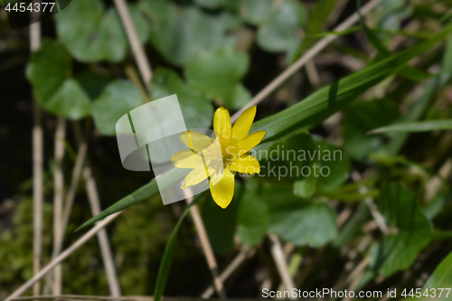 Image of Lesser celandine