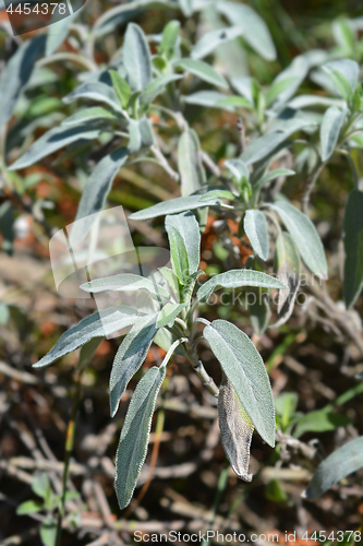 Image of Meadow sage