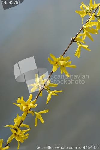 Image of European forsythia