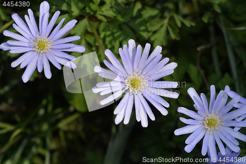 Image of Blue anemone
