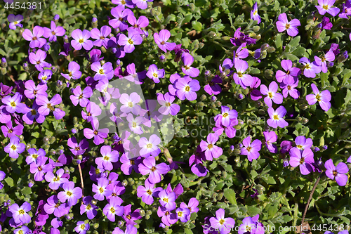Image of Aubrieta Doctor Mules