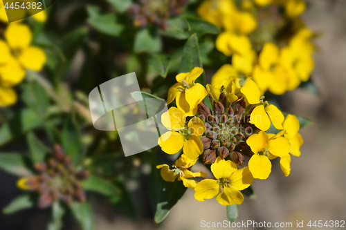 Image of Alpine Wallflower