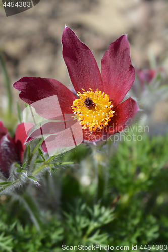 Image of Red pasque flower