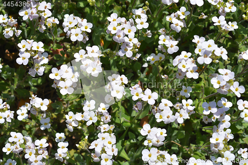 Image of Garden arabis