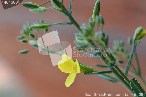 Image of Cabbage flower