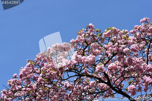 Image of Japanese Flowering Cherry