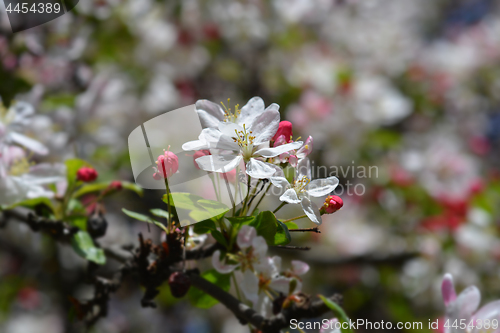 Image of Japanese flowering crabapple