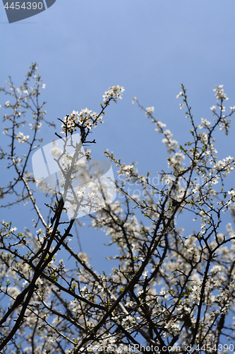 Image of Myrobalan plum