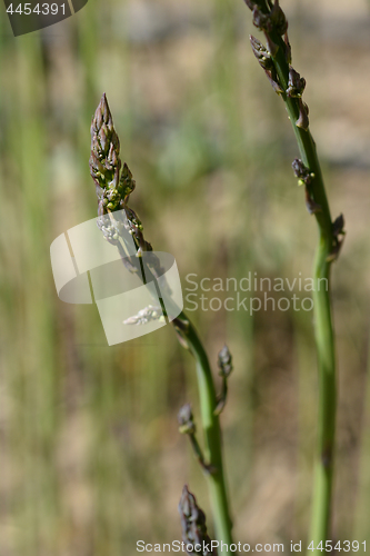 Image of Asparagus