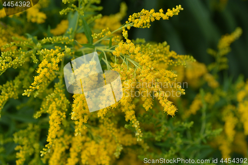 Image of Canadian goldenrod