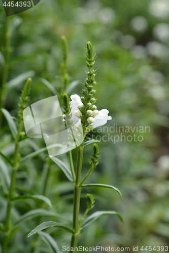 Image of White obedient plant