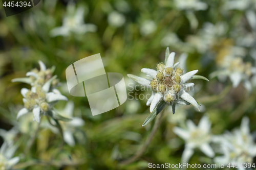 Image of Edelweiss