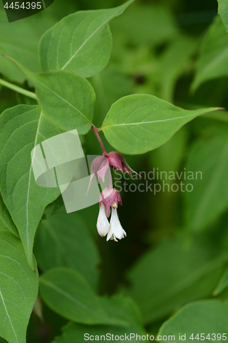 Image of Himalayan honeysuckle