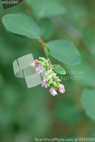 Image of Coralberry flowers
