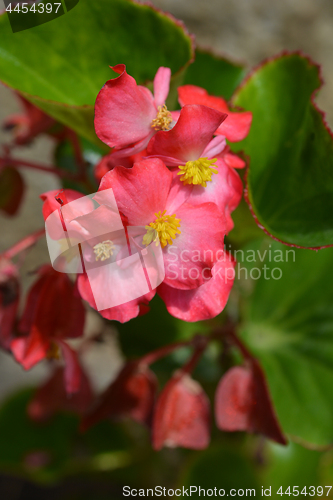 Image of Dragon wing red begonia