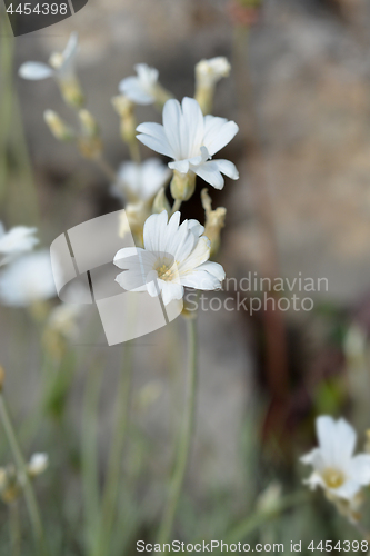 Image of Endemic white flower