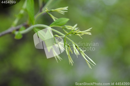 Image of Fringetree flowers