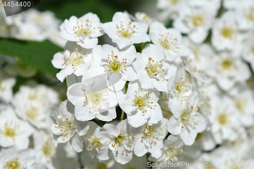 Image of Reeves Spirea