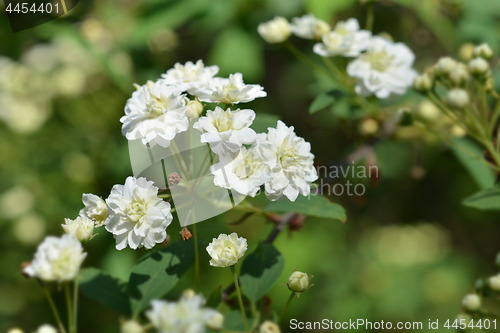 Image of Double Reeves Spirea