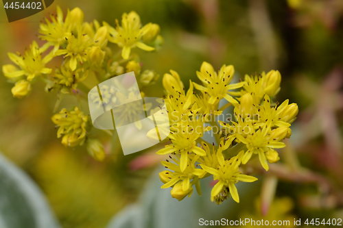 Image of Reflexed stonecrop