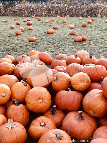 Image of Pile of pumpkins at pumpkin patch