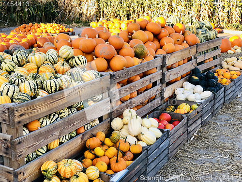 Image of Different autumn shapes and kinds of pumpkins at the farm