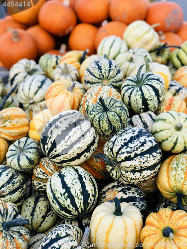 Image of Pile of pumpkins