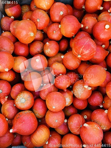 Image of Pile of pumpkins