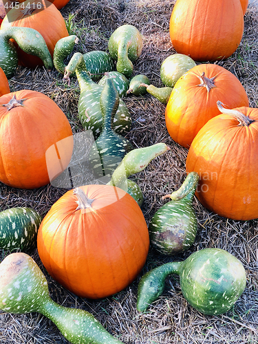 Image of Pile of pumpkins