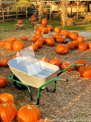 Image of Wheel Barrow with Fall pumpkins on a pumpkin patch