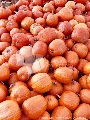 Image of Pile of pumpkins