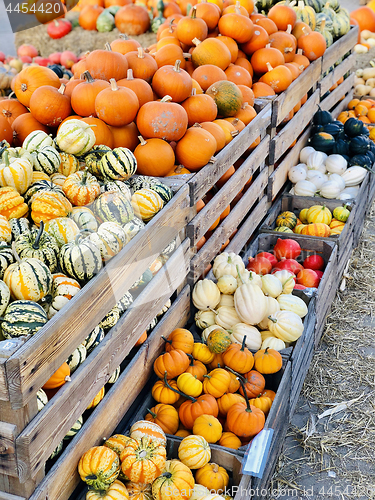 Image of Different autumn shapes and kinds of pumpkins at the farm