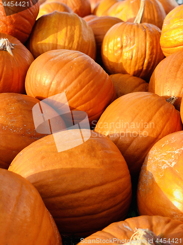 Image of Halloween Pumpkins in market in a large pile