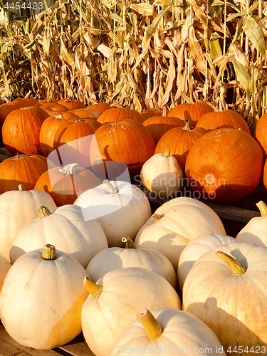 Image of Pile of pumpkins