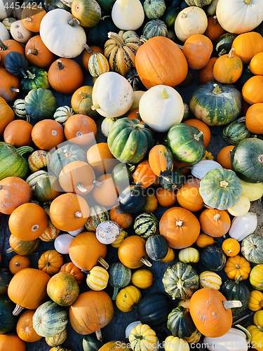 Image of Pile of pumpkins