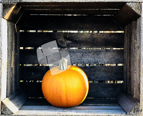 Image of Orange pumpkns in wooden crates