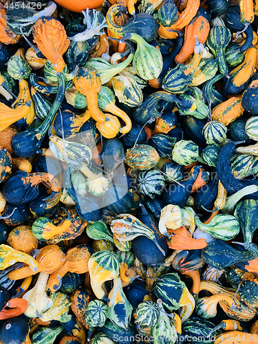 Image of Pile of pumpkins