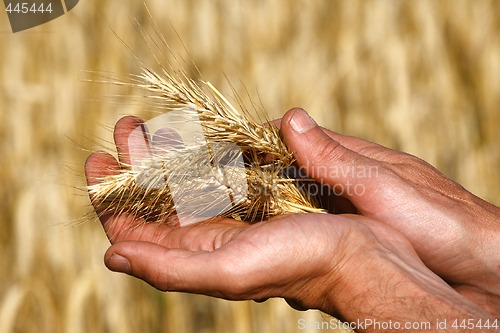 Image of Harvest