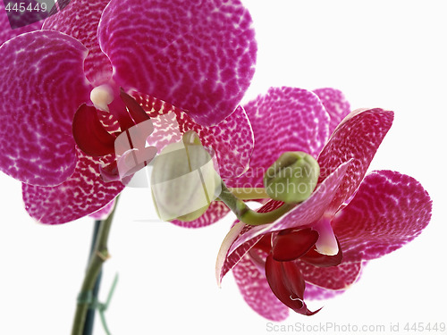 Image of Phalaenopsis Orchid Blossom