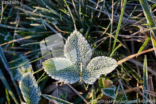 Image of Frozen leaves with frost